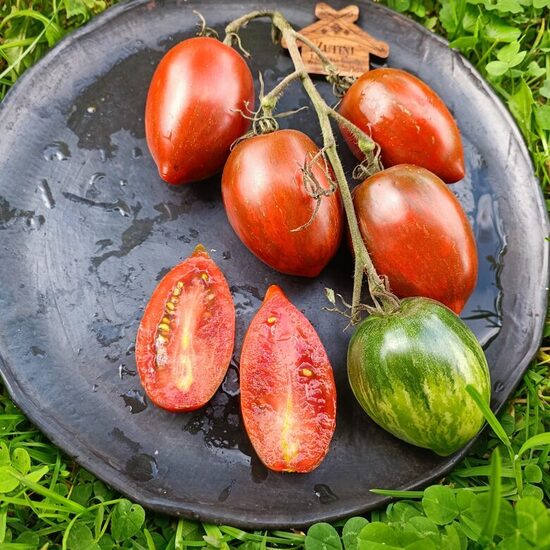 Boars Tooth jeb Kuiļa zobs! (10 tomātu sēklas) 